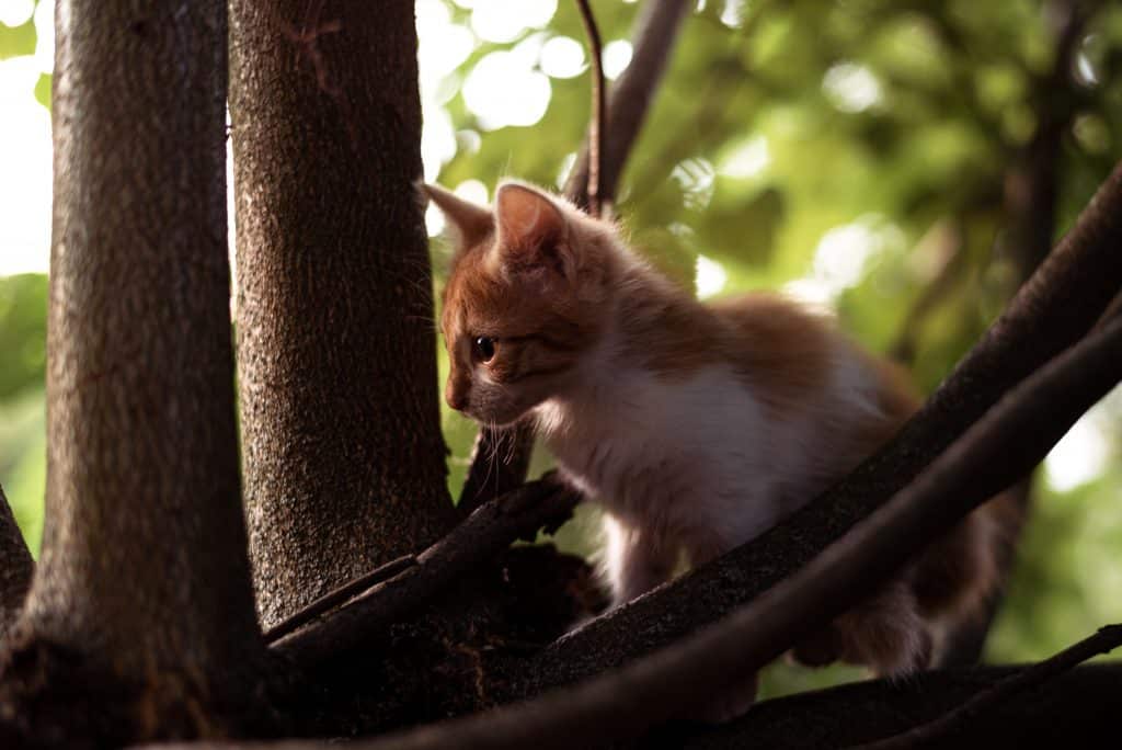 Kitten on tree branch