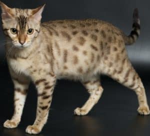 Seal Mink Bengal Cat