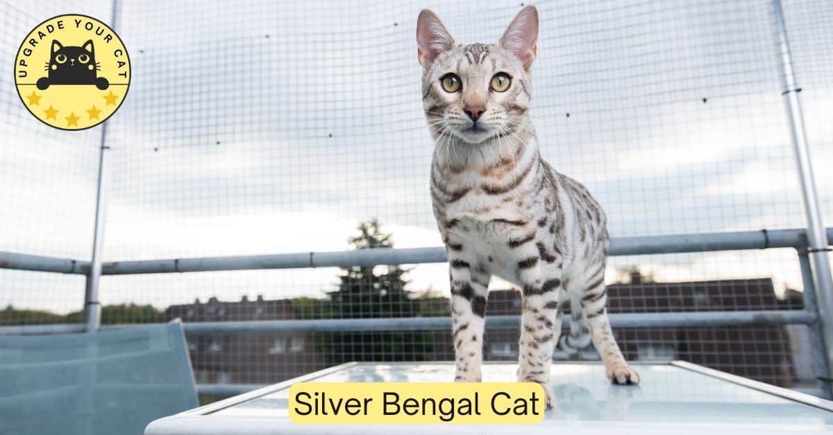 Silver Bengal Cat