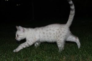 silver seal lynx bengal cat
