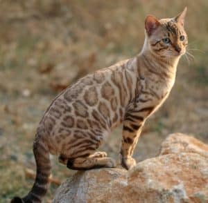Seal Sepia Bengal Cat