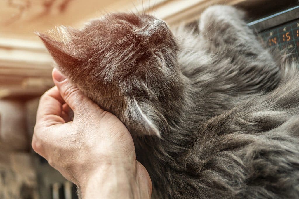 Hand stroking the cat on the head