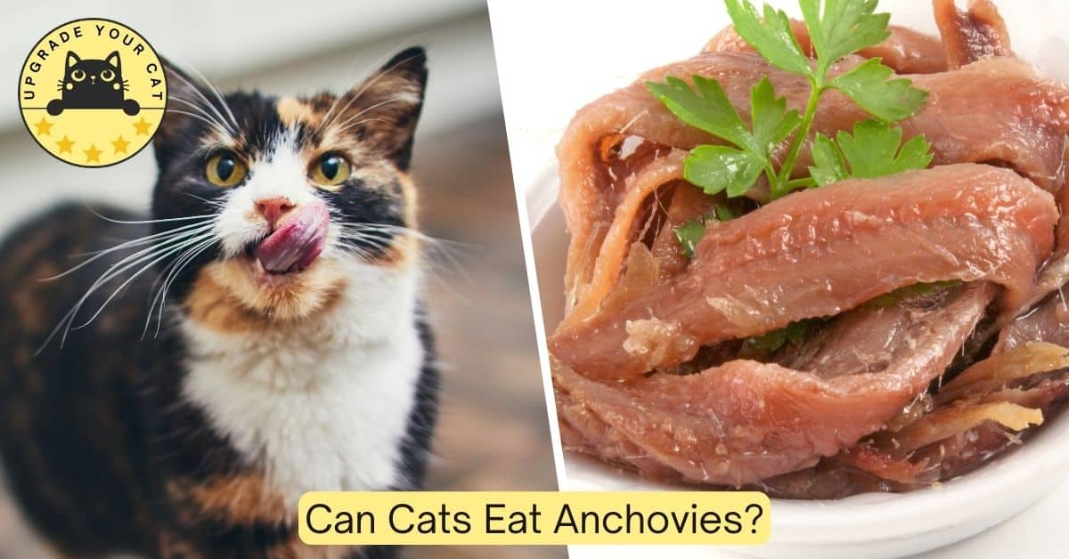 can cats eat anchovies