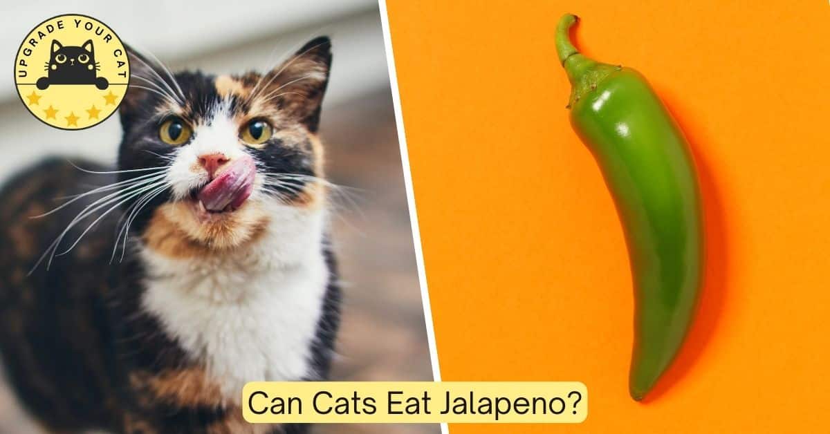 can cats eat jalapeno peppers