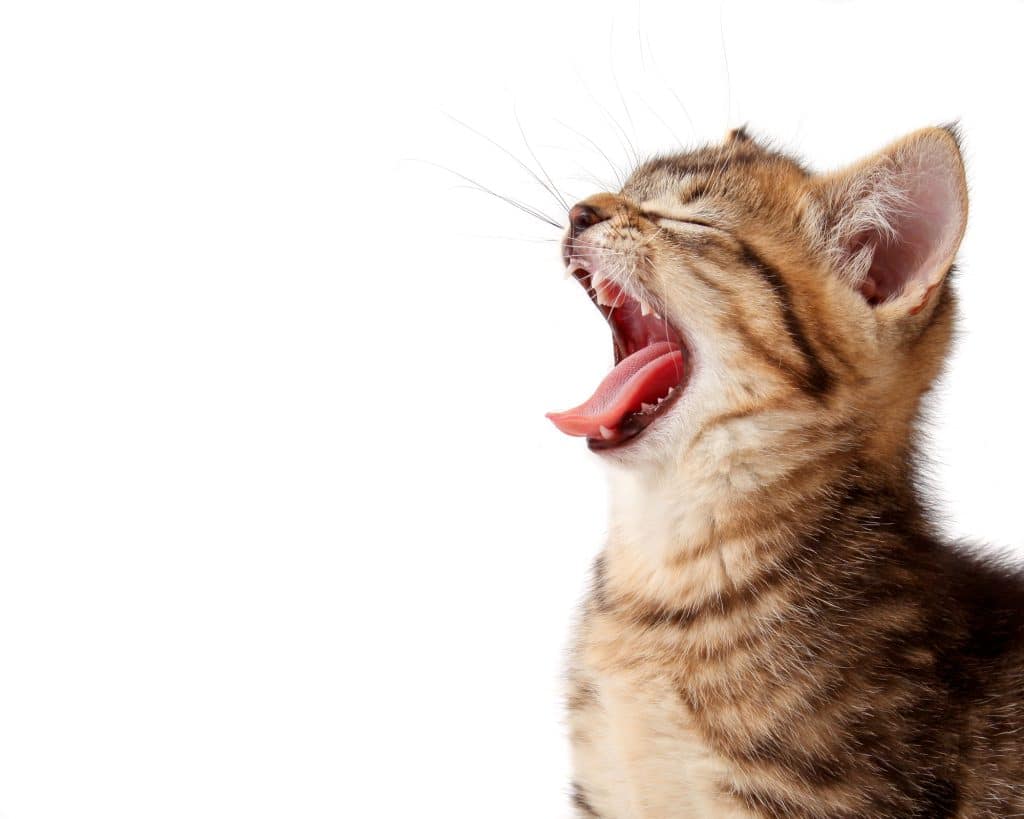 young kitten getting hungry  