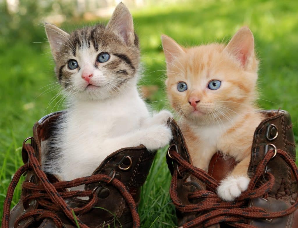 kittens sitting in boots