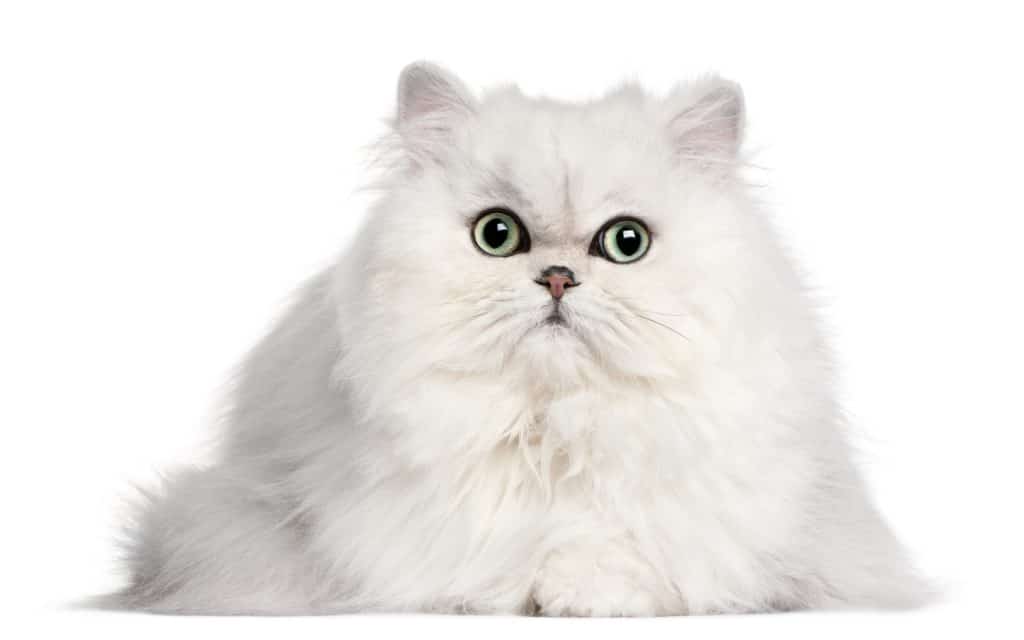 Persian cat, 2 years old, in front of white background