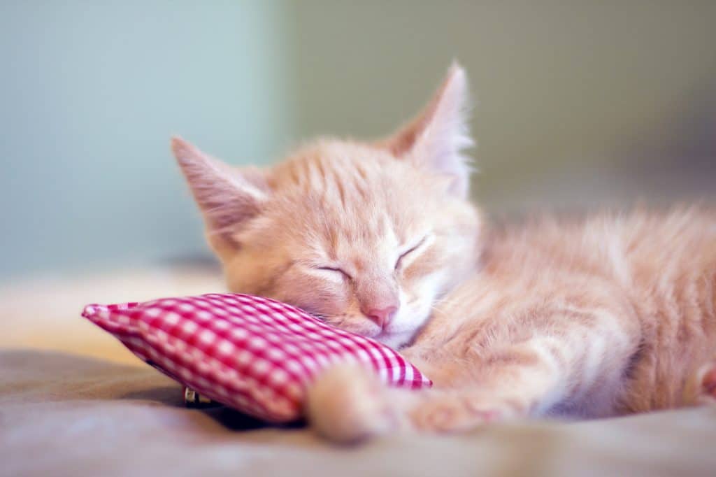 Sleepy Little Kitty