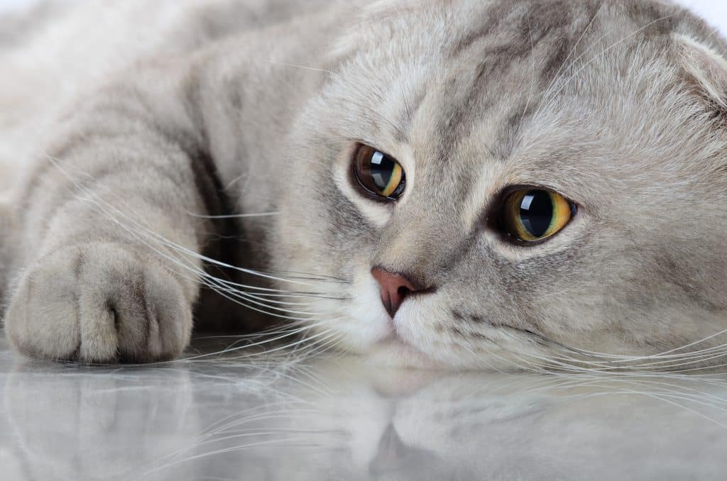 fluffy gray beautiful adult cat
