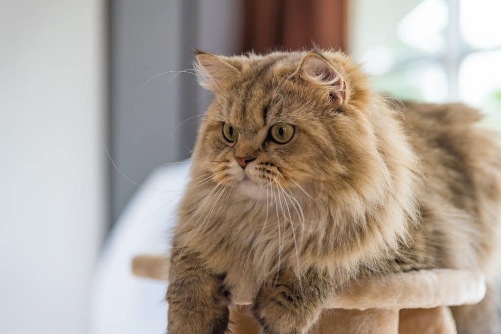 Close up of cute brown tabby persian cat sitting on cat tower in cat cafe.