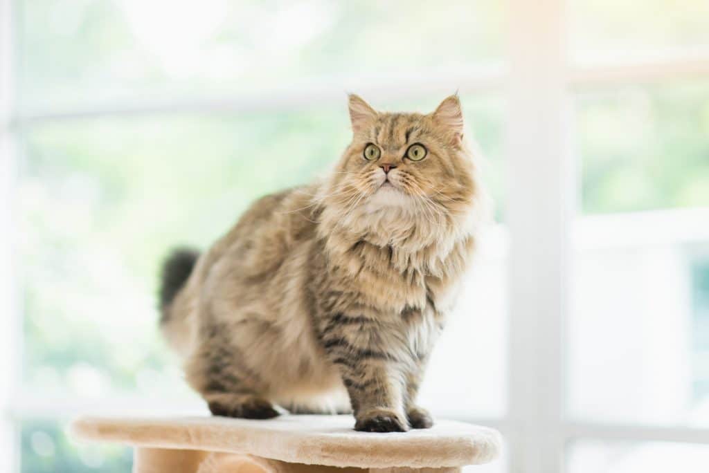 Cute Persian cat sitting on cat tower