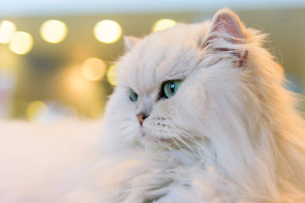 White Persian cat