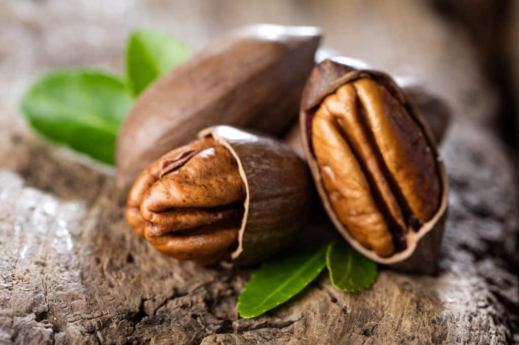 can cats eat pecans