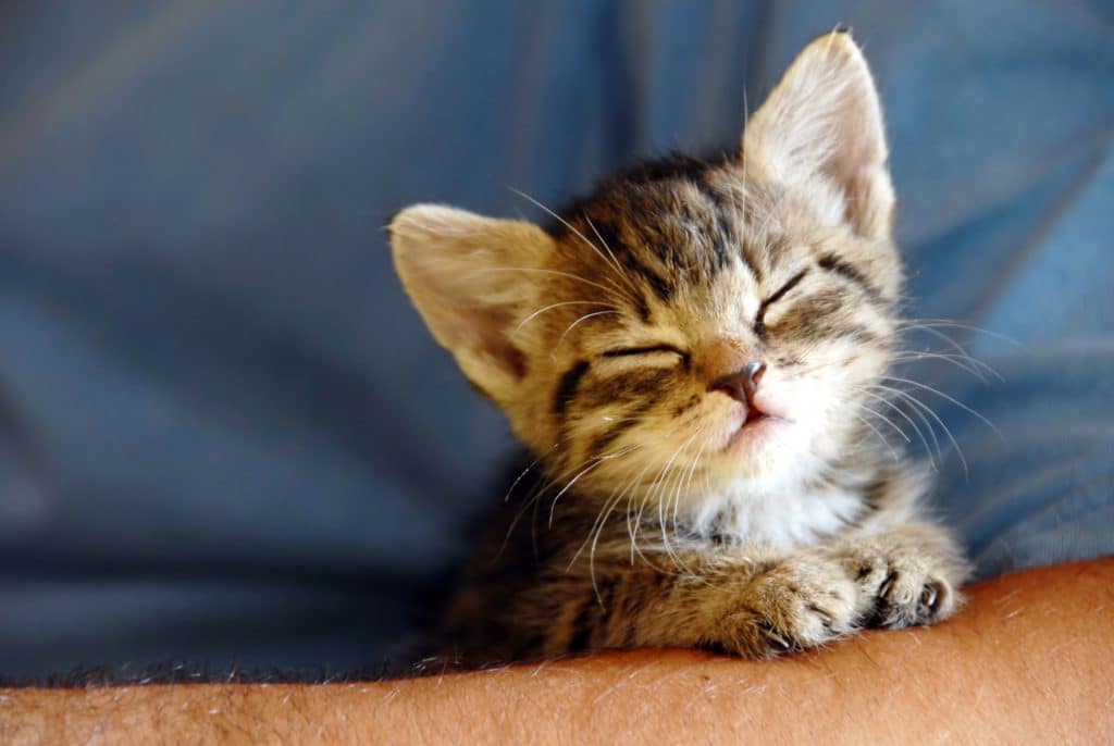 Little baby cat