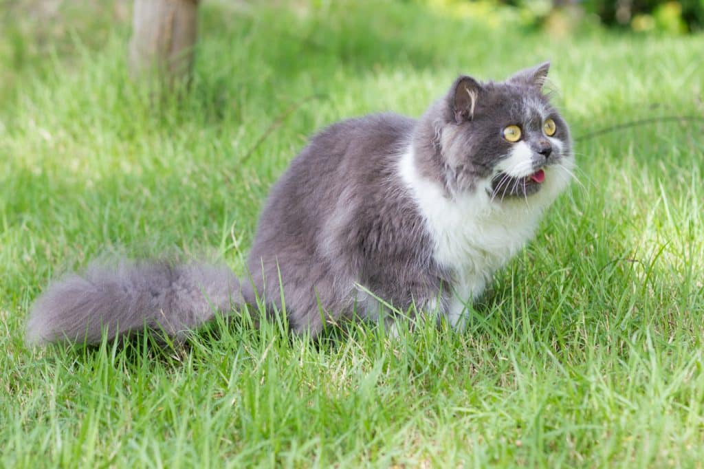 Grey-white persian cat sitting in green yard