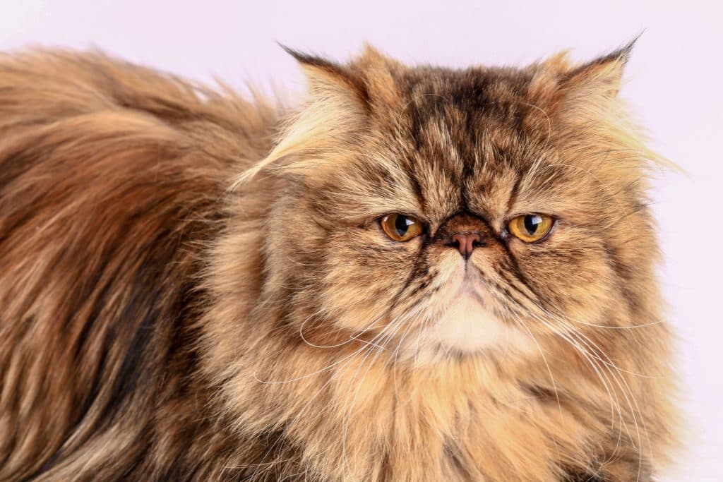 Cat looking at the camera