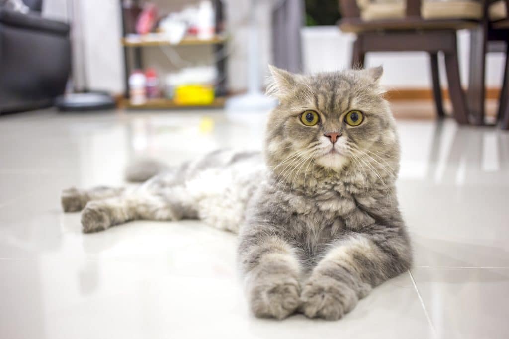 Persian cat relaxing on floor.