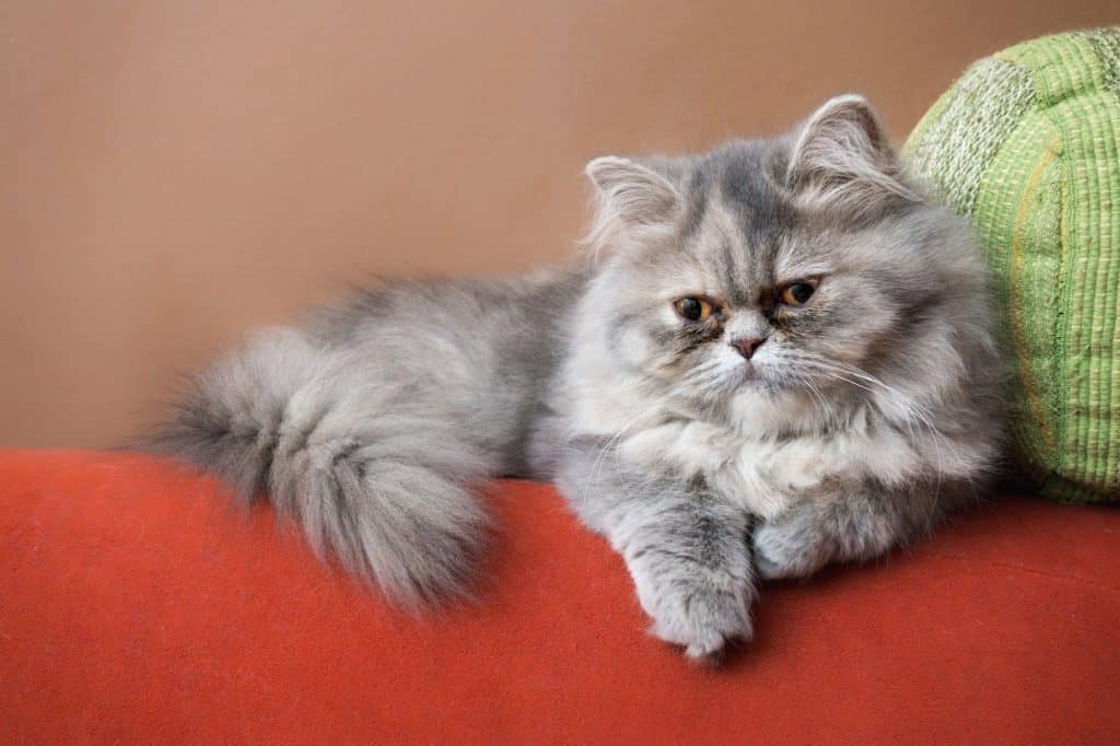 persian cat