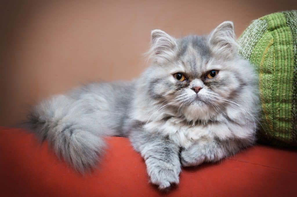 Persian cat