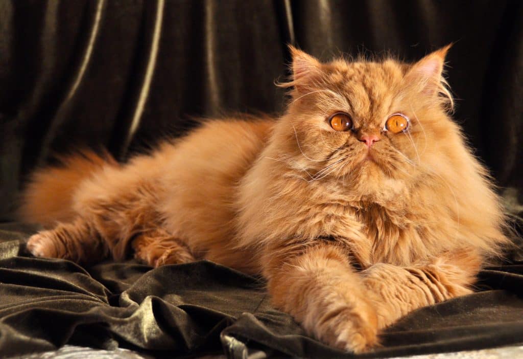 Persian cat