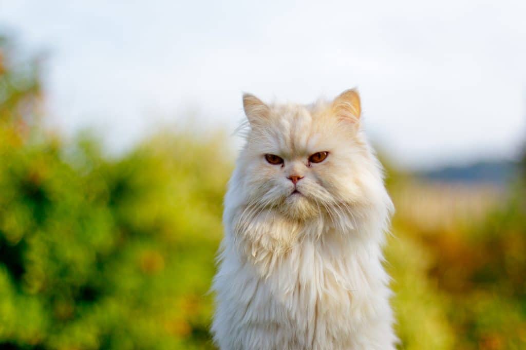 Portrait of beautiful young persian cat