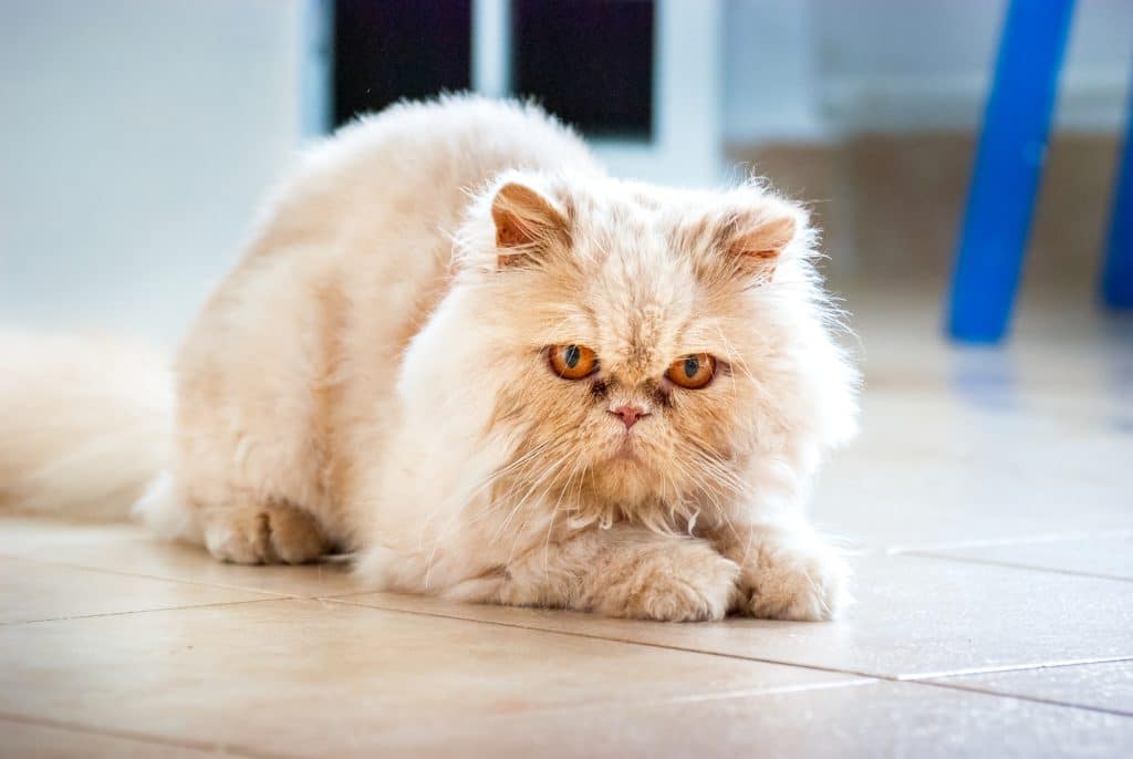 Cute Persian cat