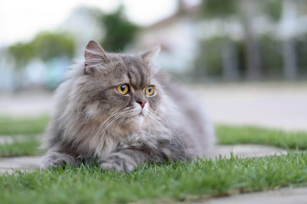 Persian cat relax on green grass
