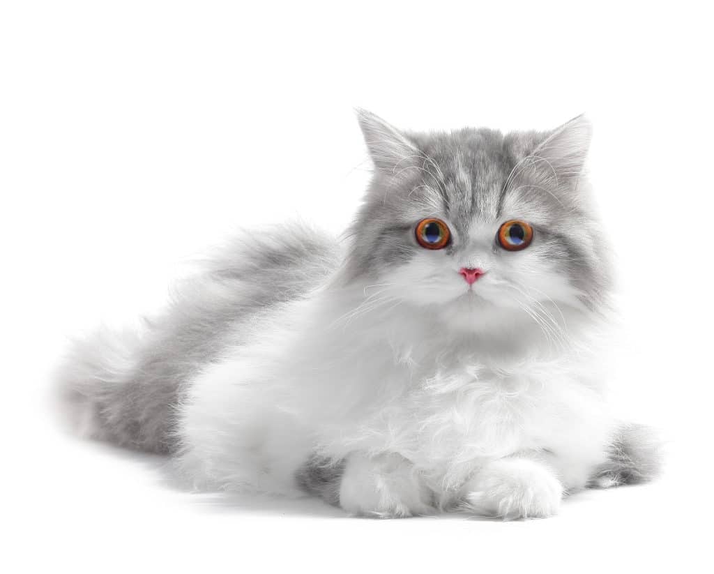 White fluffy classic persian cat isolated on white
