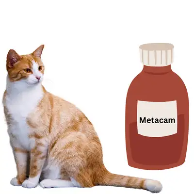 Which cats should not take Metacam?