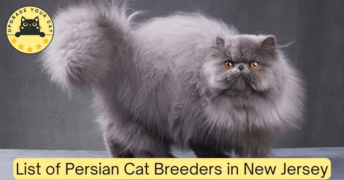 Persian Cat Breeders in New Jersey