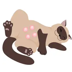 How Many Nipples do Cats Have
