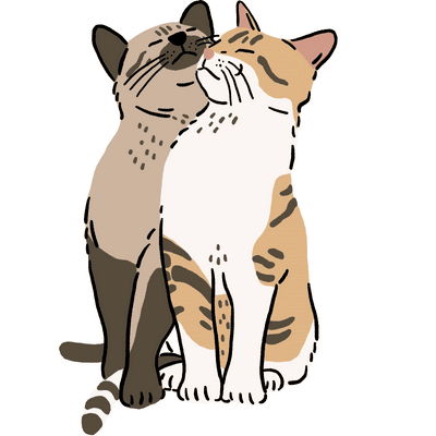 cats affection