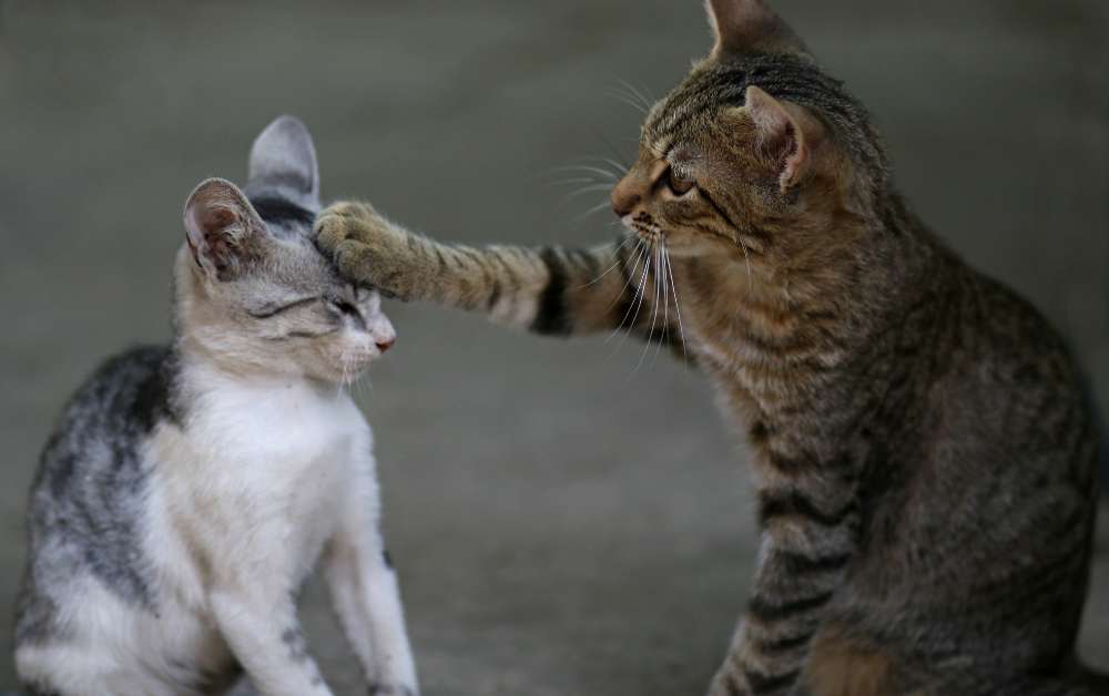How much Hissing is normal when introducing cats