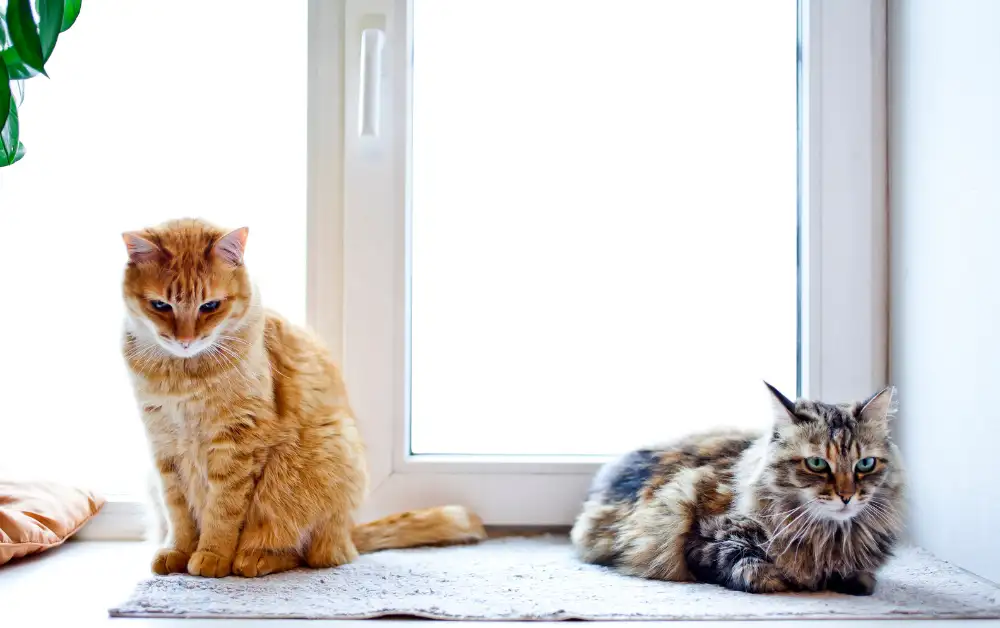 two cats