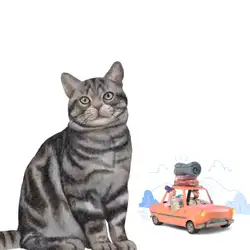 Do Bengal Cats Travel Well