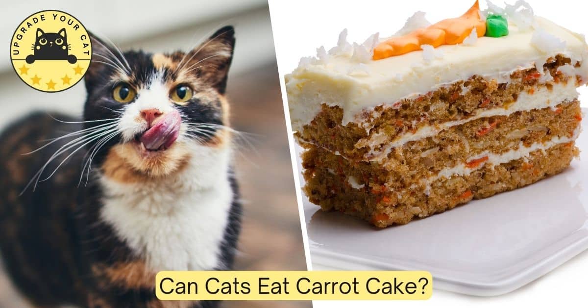 Can cats eat carrot cake?