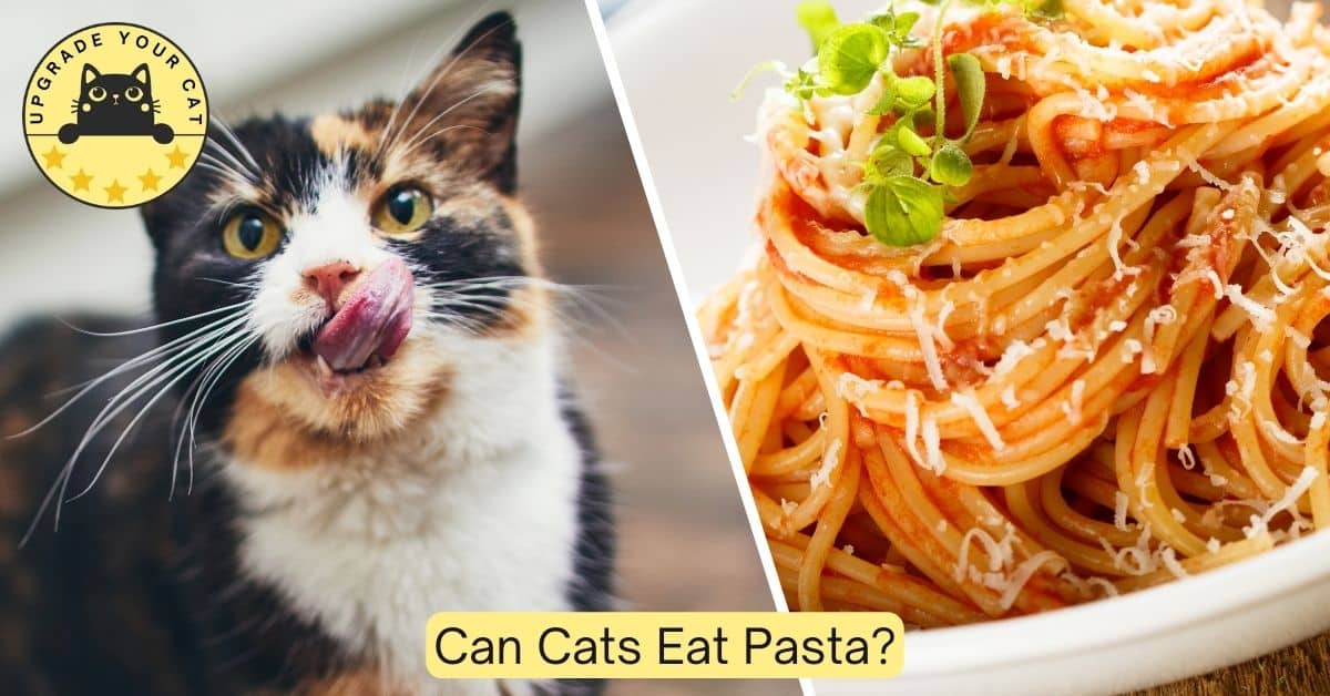 can cats eat pasta