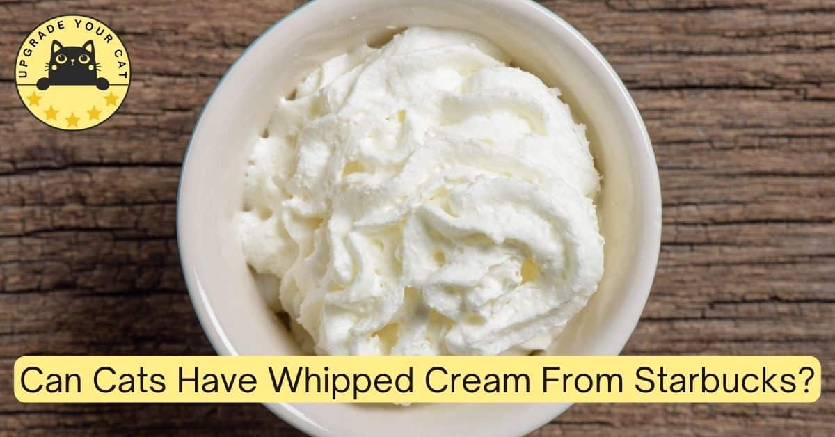 Can Cats Have Whipped Cream From Starbucks