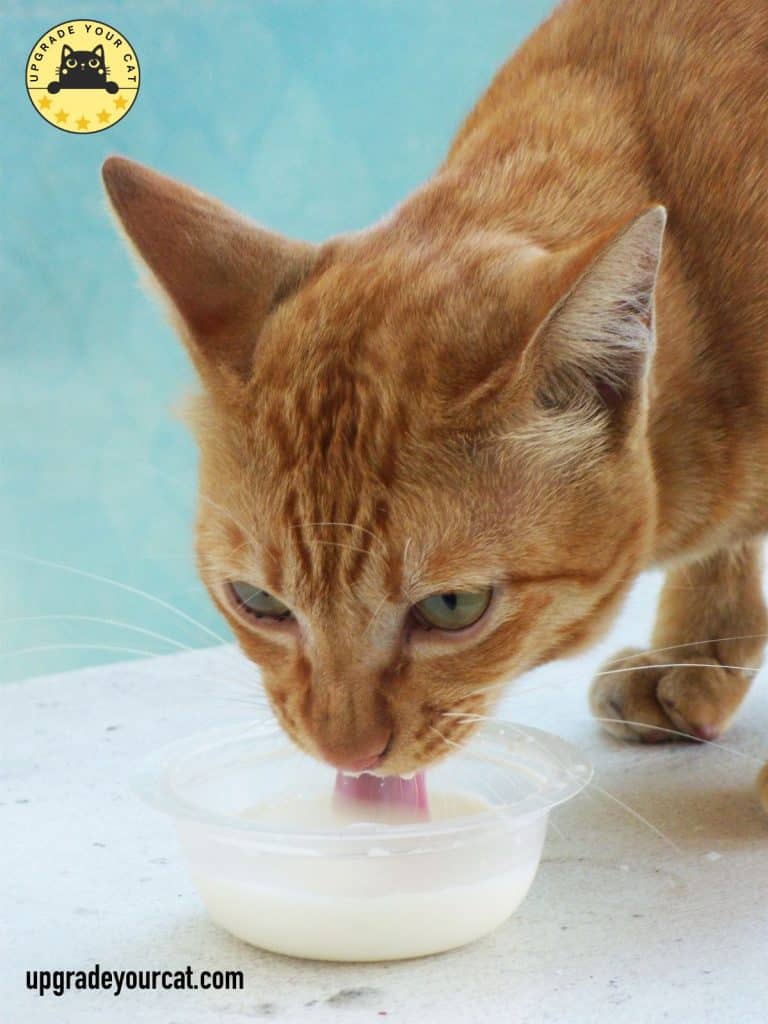 cat lapping cream from cup