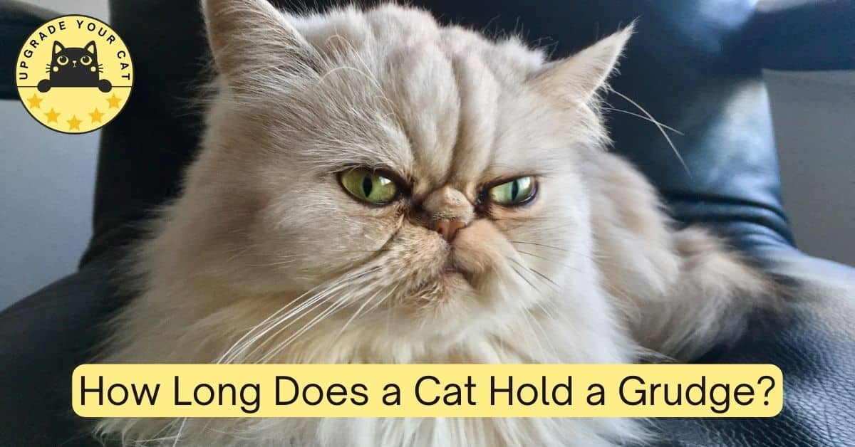 How Long Does a Cat Hold a Grudge