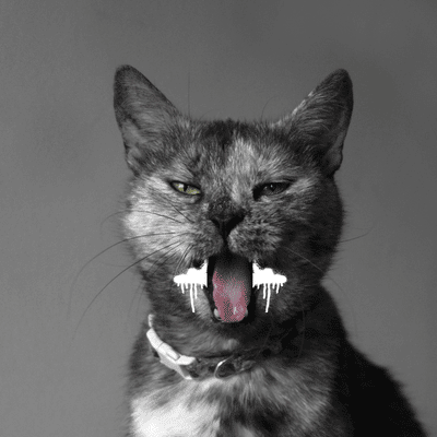 white foam in cat mouth