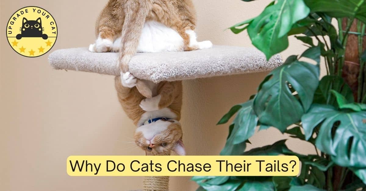 Why Do Cats Chase Their Tails