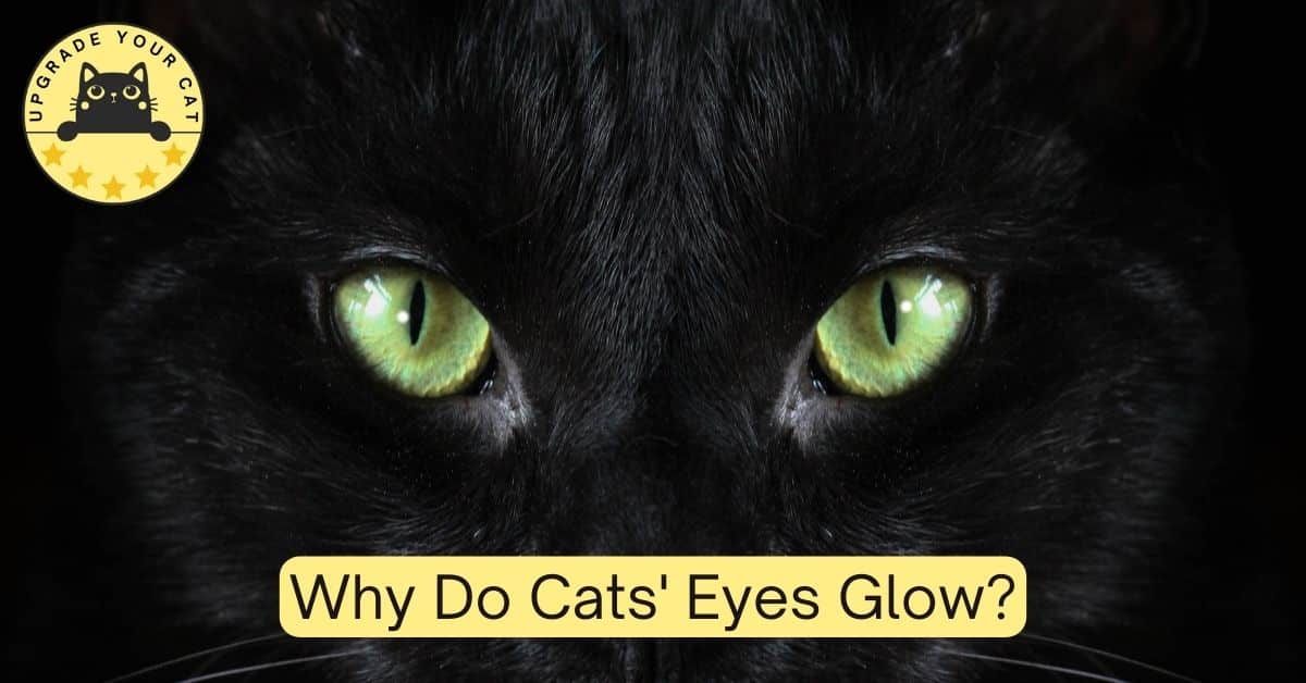 Cat eyes glowing in the dark