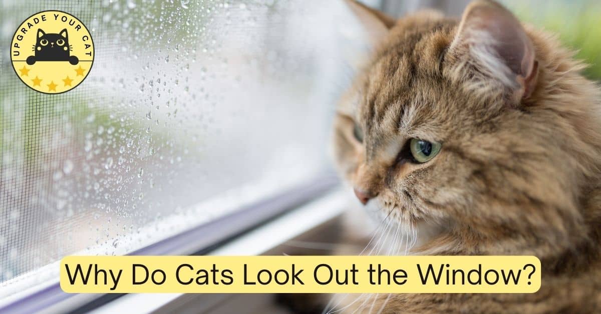 cat looking out of window