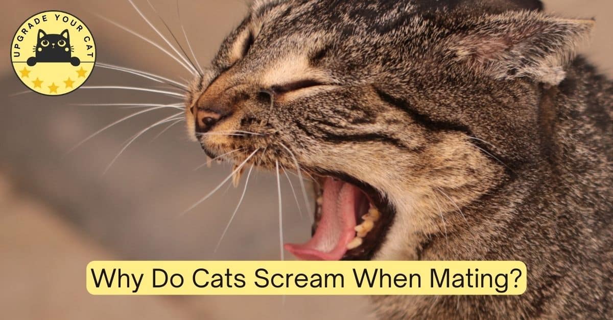 Why Do Cats Scream When Mating