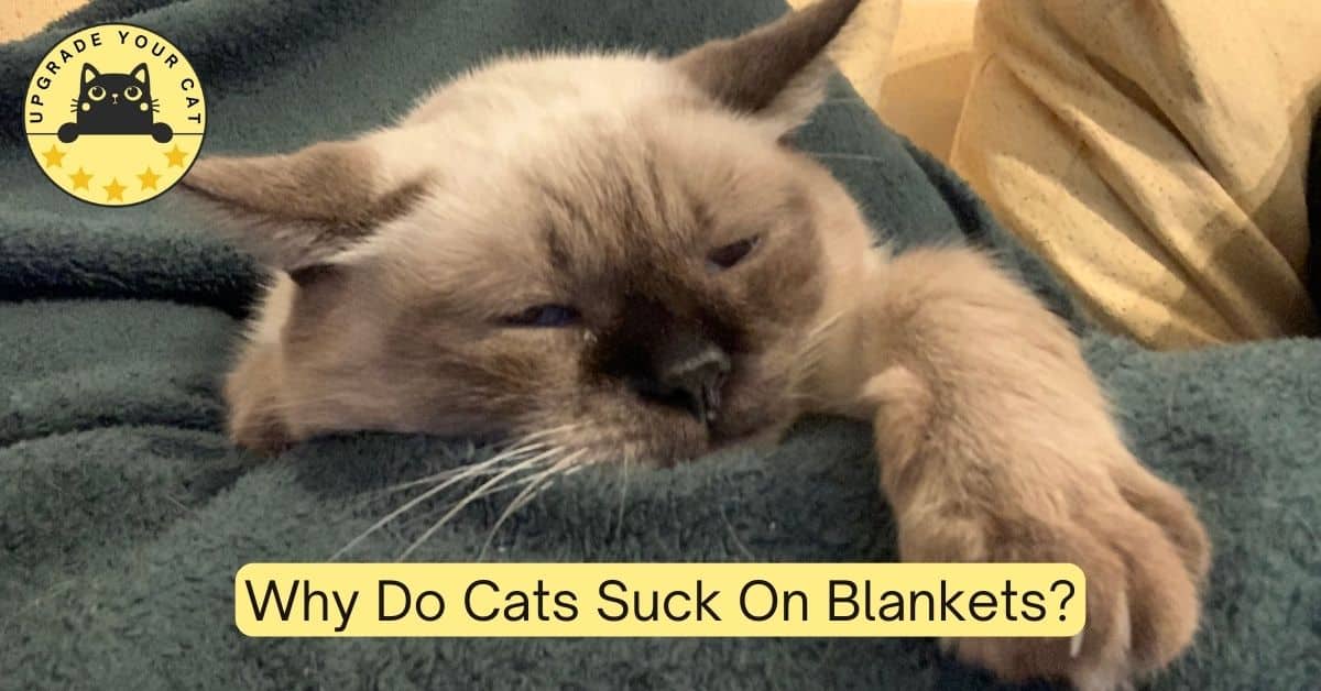 Why Do Cats Suck On Blankets
