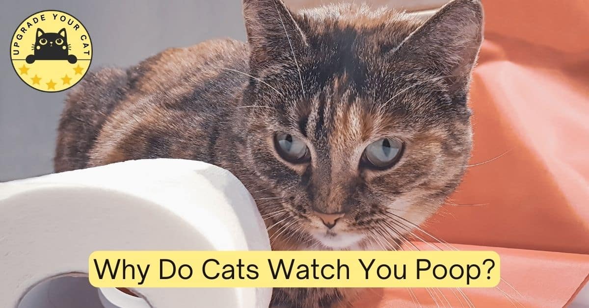 cats like to watch you poop