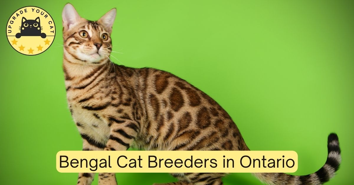 Bengal Cat Breeders in Ontario