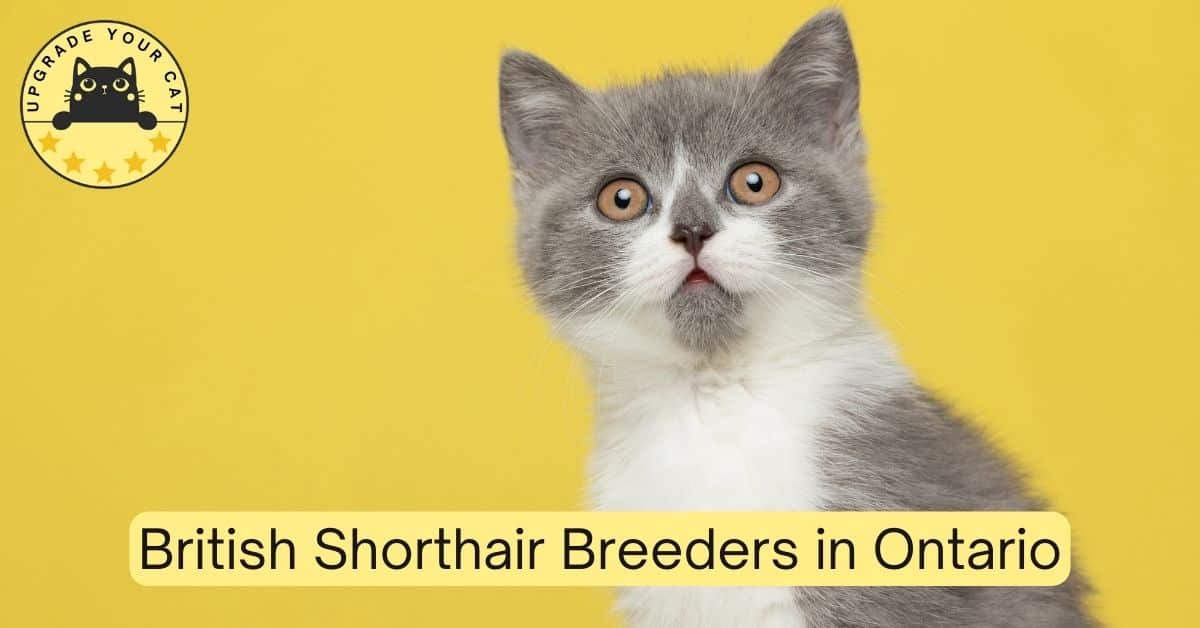 British Shorthair Breeders in Ontario