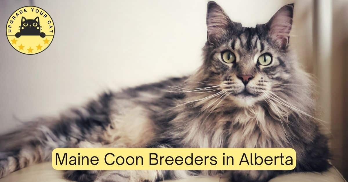Maine Coon Breeders in Alberta